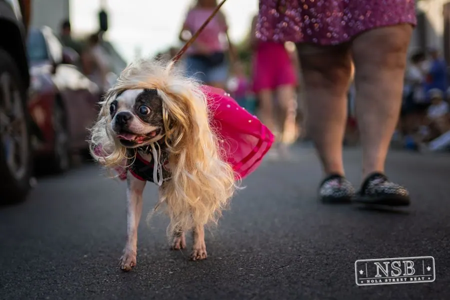 Dolly Day Parade 2026 in French Quarter, New Orleans, photo 16