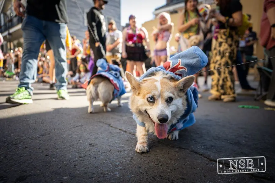 Krewe of Barkus in French Quarter, New Orleans, photo 10