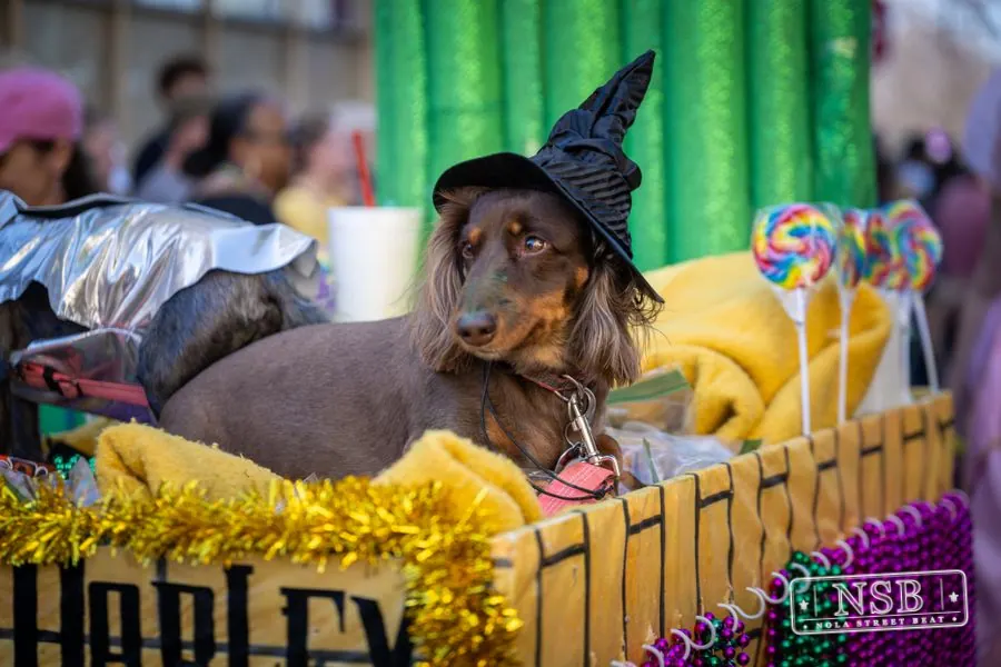 Krewe of Barkus in French Quarter, New Orleans, photo 22