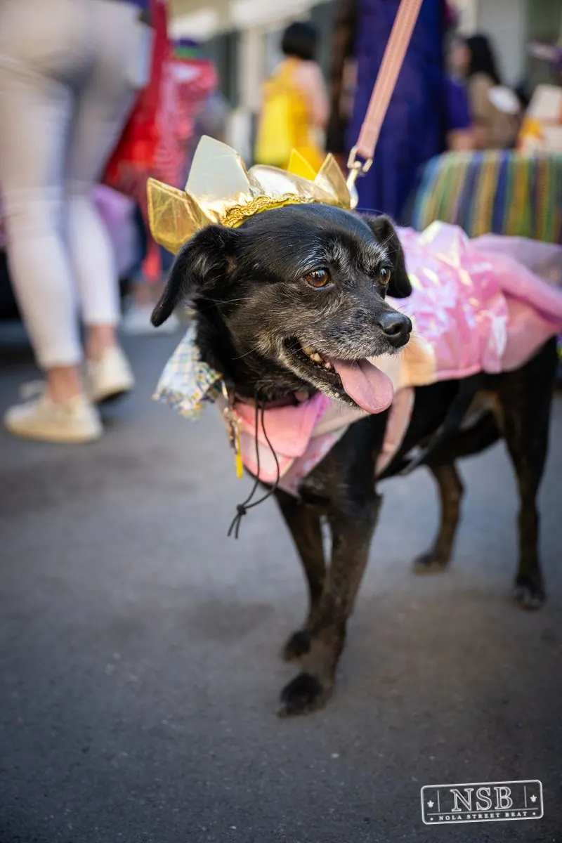 Krewe of Barkus in French Quarter, New Orleans, photo 35
