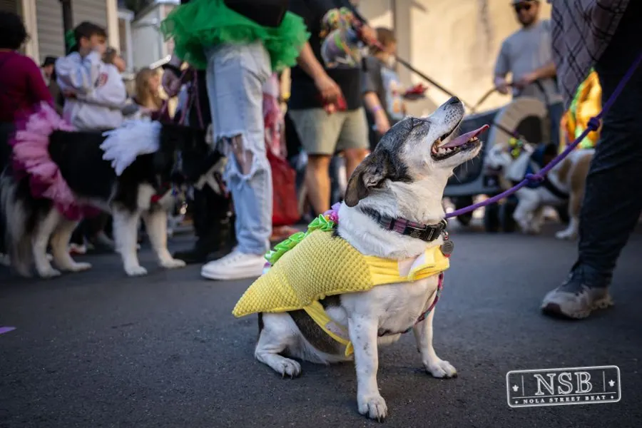 Krewe of Barkus in French Quarter, New Orleans, photo 36