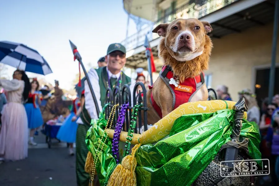 Krewe of Barkus in French Quarter, New Orleans, photo 45