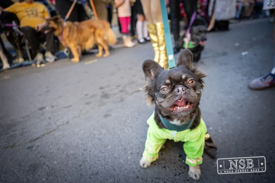 Krewe of Barkus in French Quarter, New Orleans, photo 47