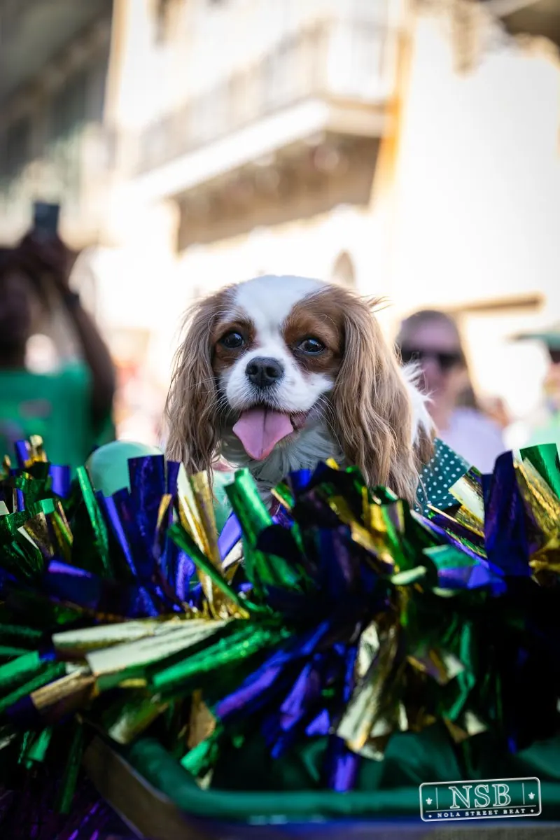Krewe of Barkus in French Quarter, New Orleans, photo 49