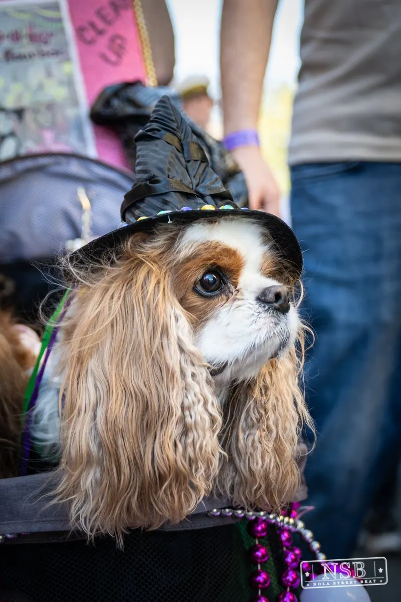 Krewe of Barkus in French Quarter, New Orleans, photo 58