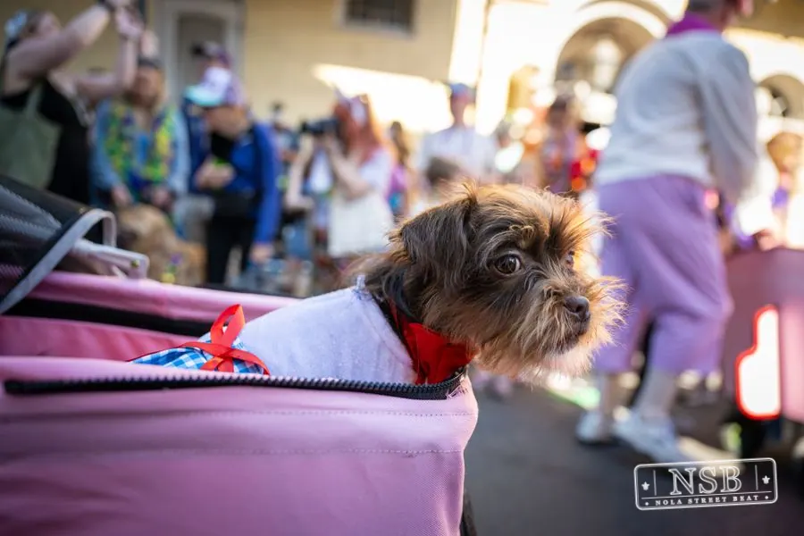 Krewe of Barkus in French Quarter, New Orleans, photo 59