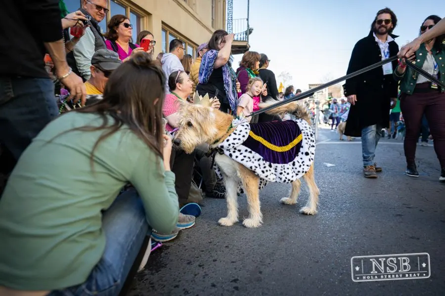 Krewe of Barkus in French Quarter, New Orleans, photo 63