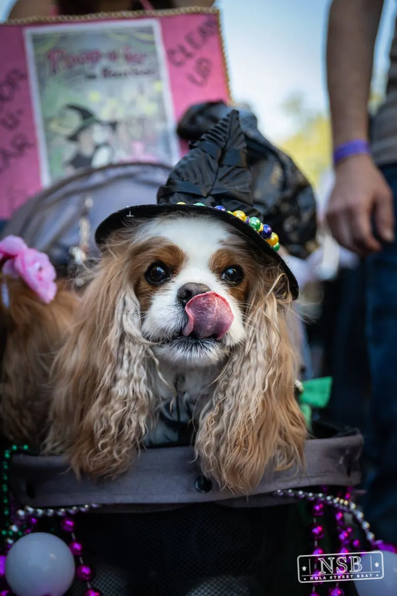 Krewe of Barkus in French Quarter, New Orleans, photo 66