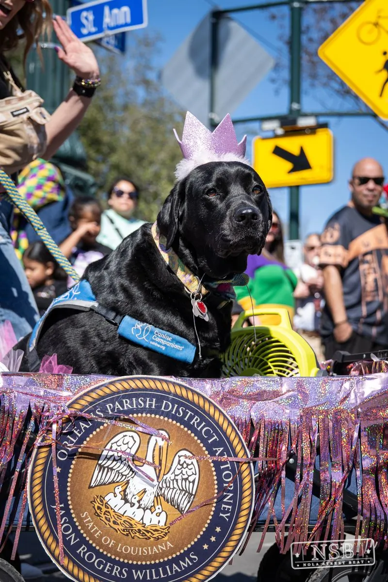 Krewe of Barkus in French Quarter, New Orleans, photo 69