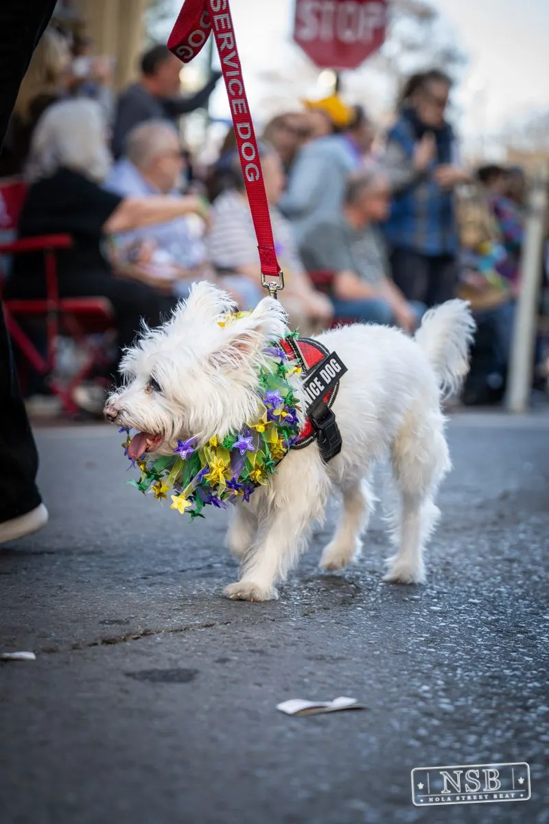 Krewe of Barkus in French Quarter, New Orleans, photo 73