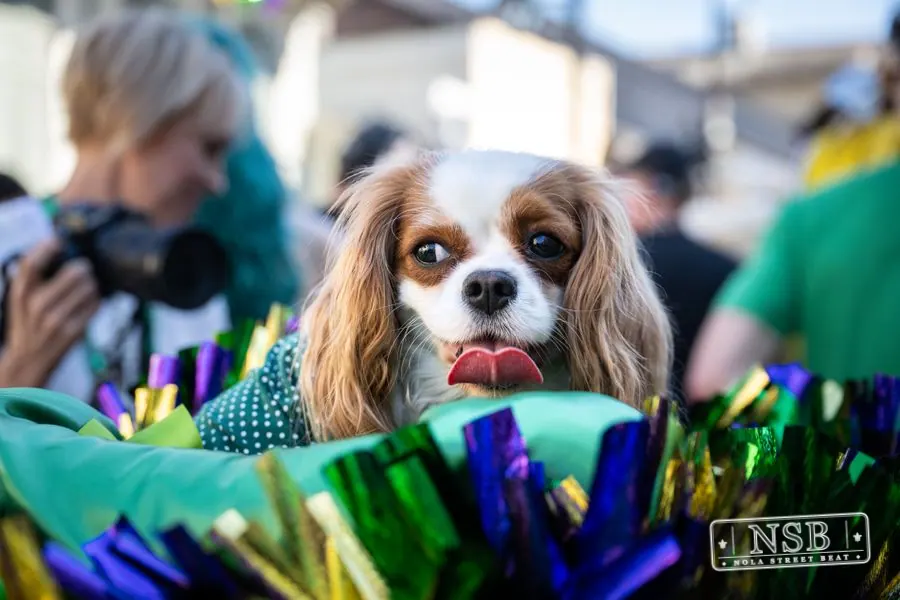 Krewe of Barkus in French Quarter, New Orleans, photo 74