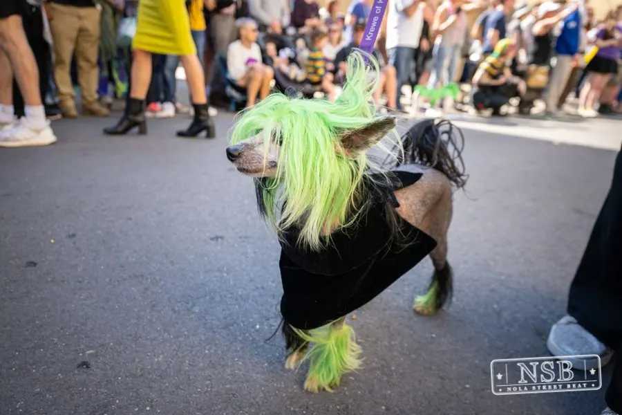 Krewe of Barkus in French Quarter, New Orleans, photo 76