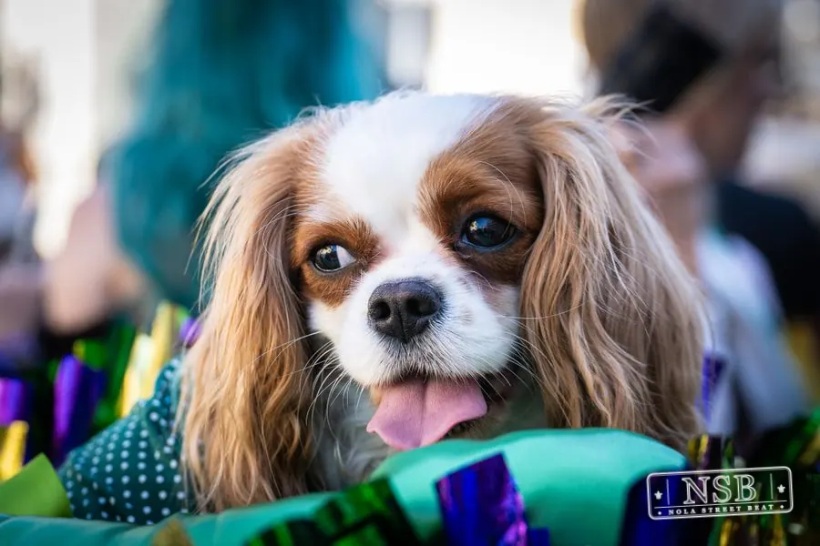 Krewe of Barkus in French Quarter, New Orleans, photo 80