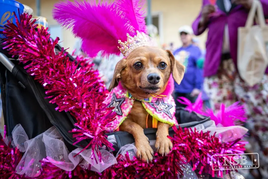 Krewe of Barkus in French Quarter, New Orleans, photo 81