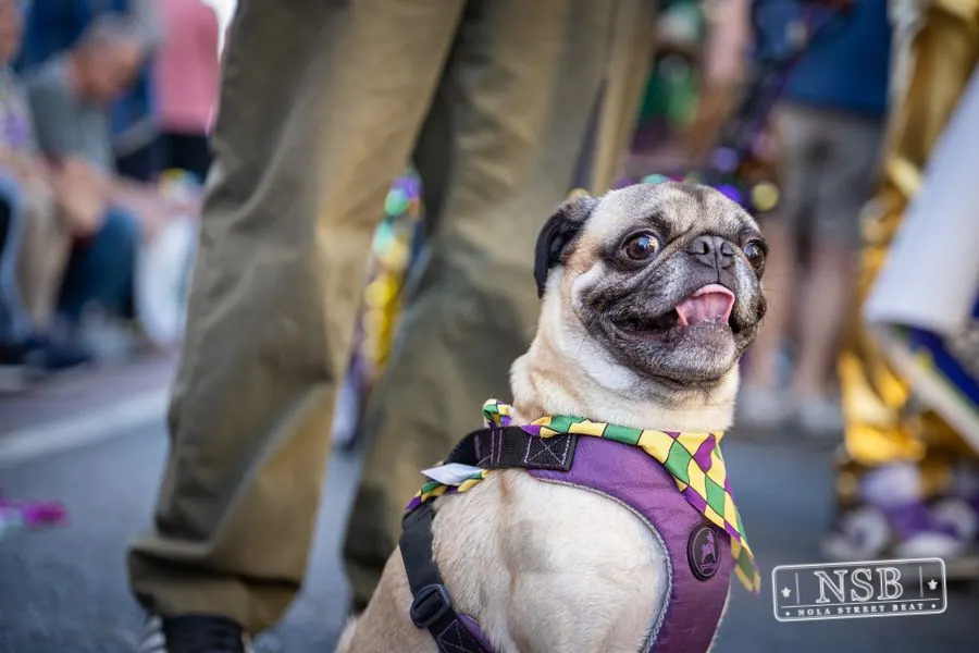 Krewe of Barkus in French Quarter, New Orleans, photo 83