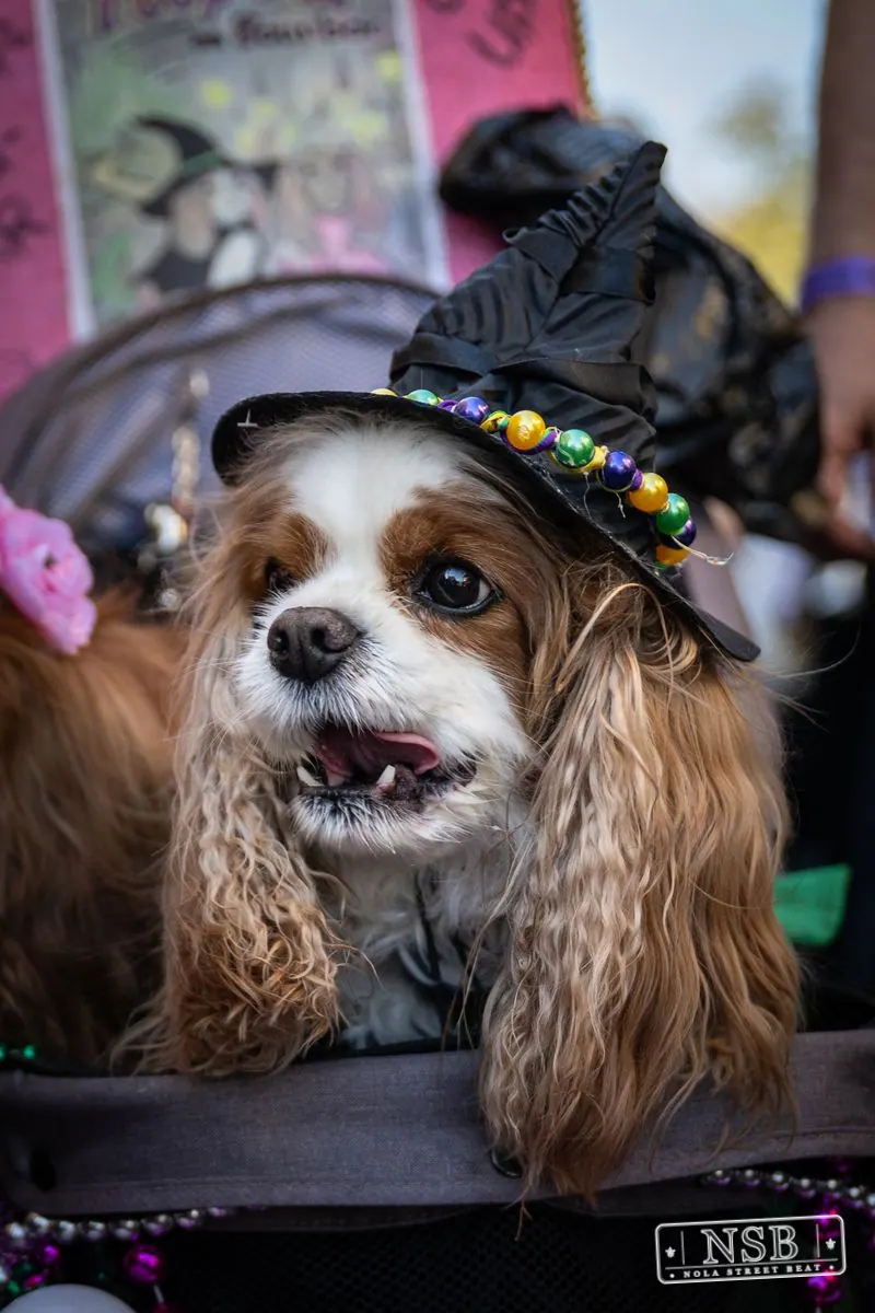 Krewe of Barkus in French Quarter, New Orleans, photo 95