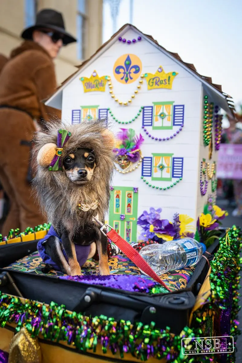 Krewe of Barkus in French Quarter, New Orleans, photo 104