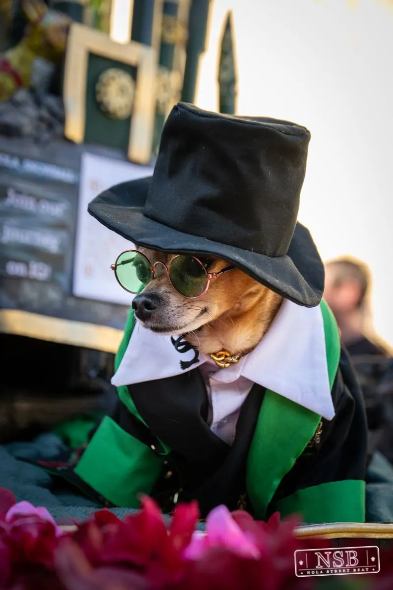 Krewe of Barkus in French Quarter, New Orleans, photo 108