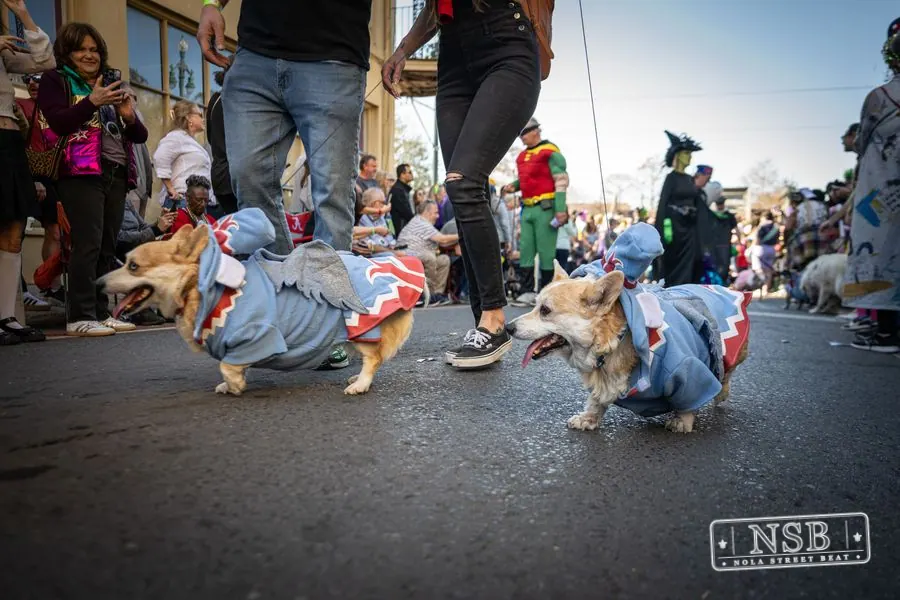 Krewe of Barkus in French Quarter, New Orleans, photo 113