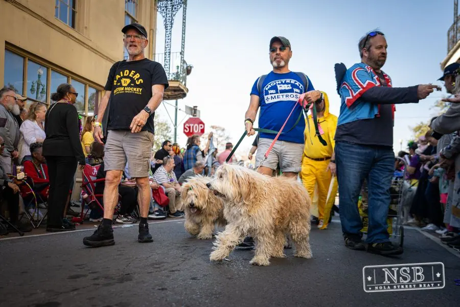 Krewe of Barkus in French Quarter, New Orleans, photo 115