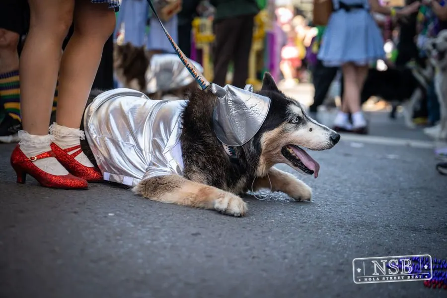 Krewe of Barkus in French Quarter, New Orleans, photo 126
