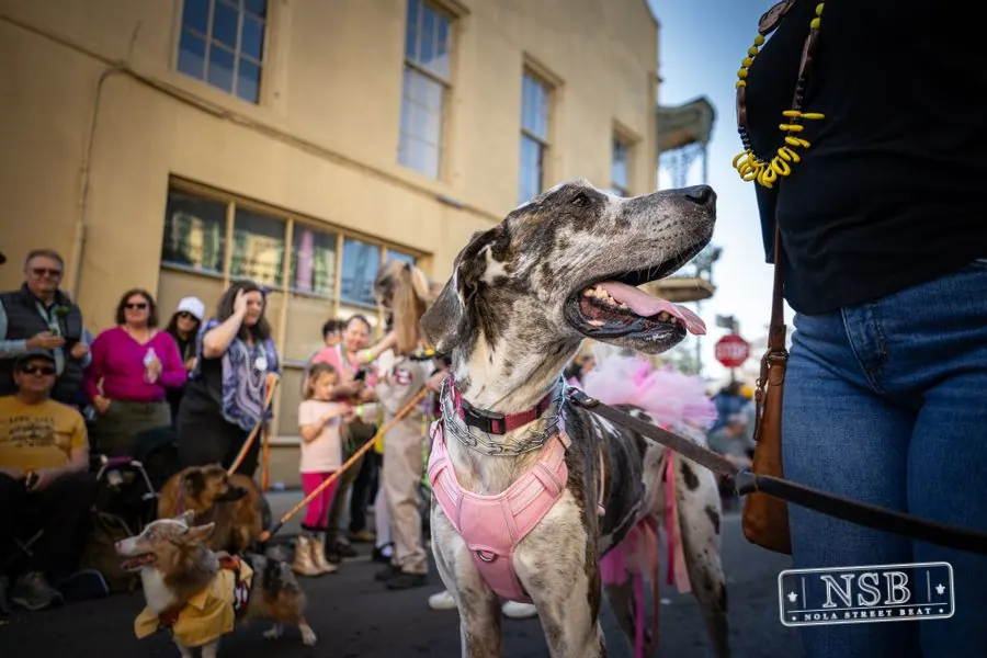 Krewe of Barkus in French Quarter, New Orleans, photo 140