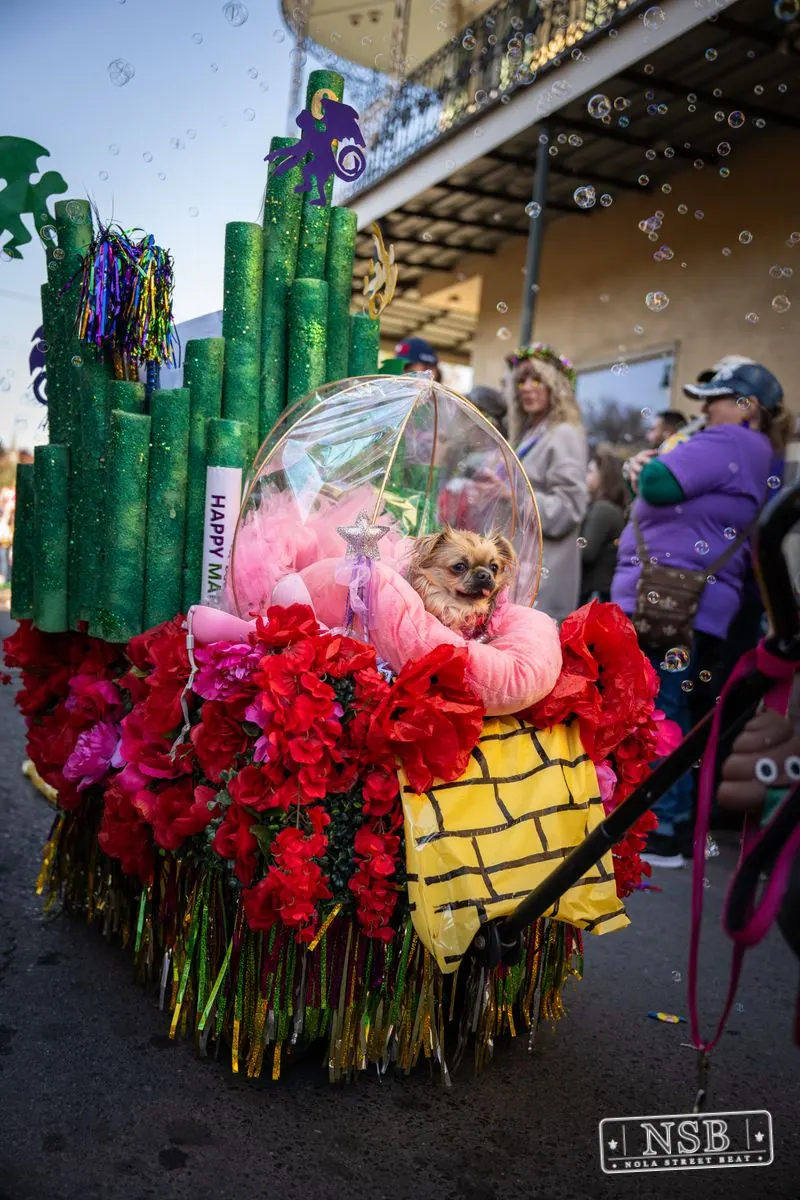 Krewe of Barkus in French Quarter, New Orleans, photo 142