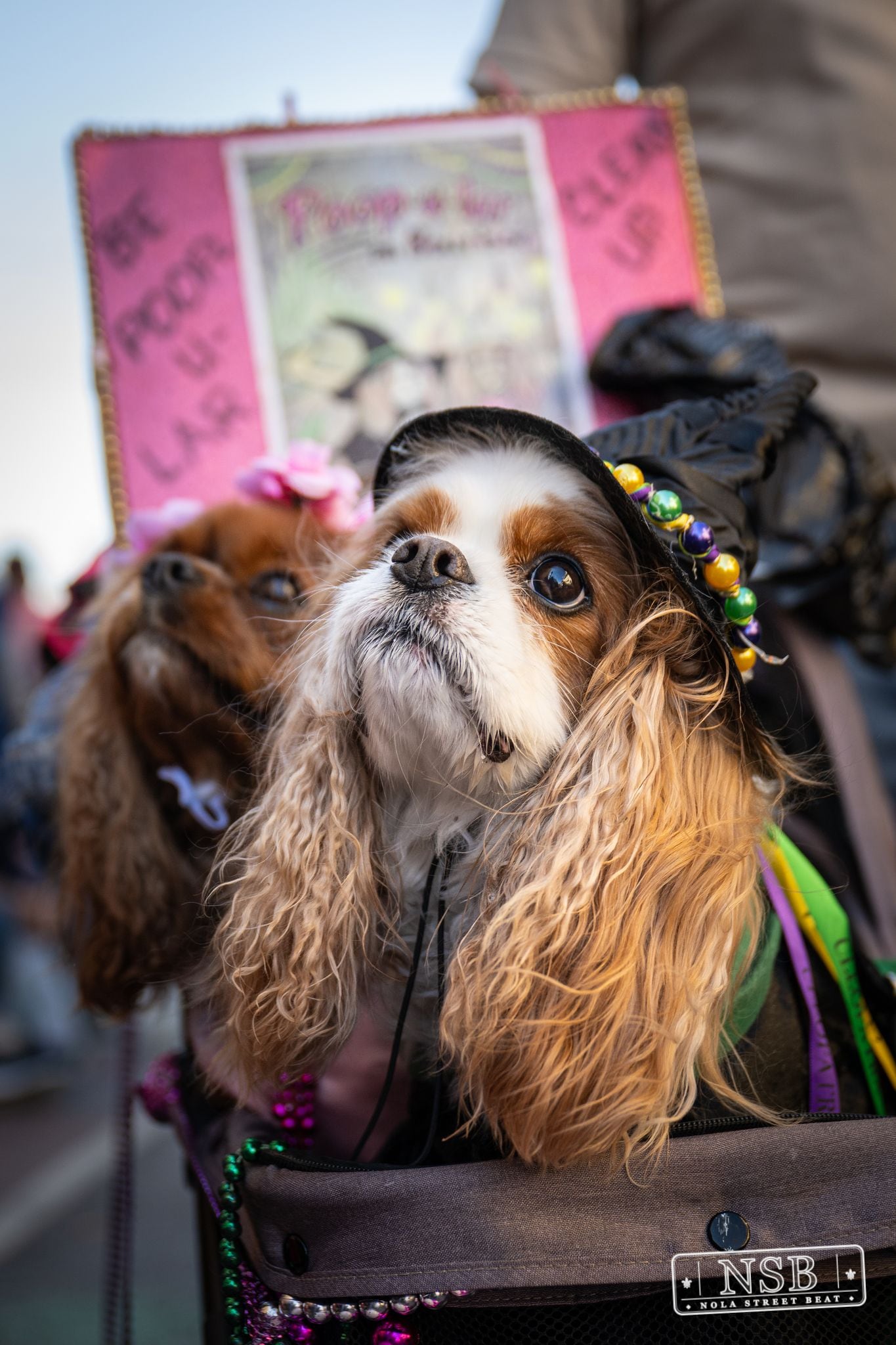Krewe of Barkus in French Quarter, New Orleans, photo 1