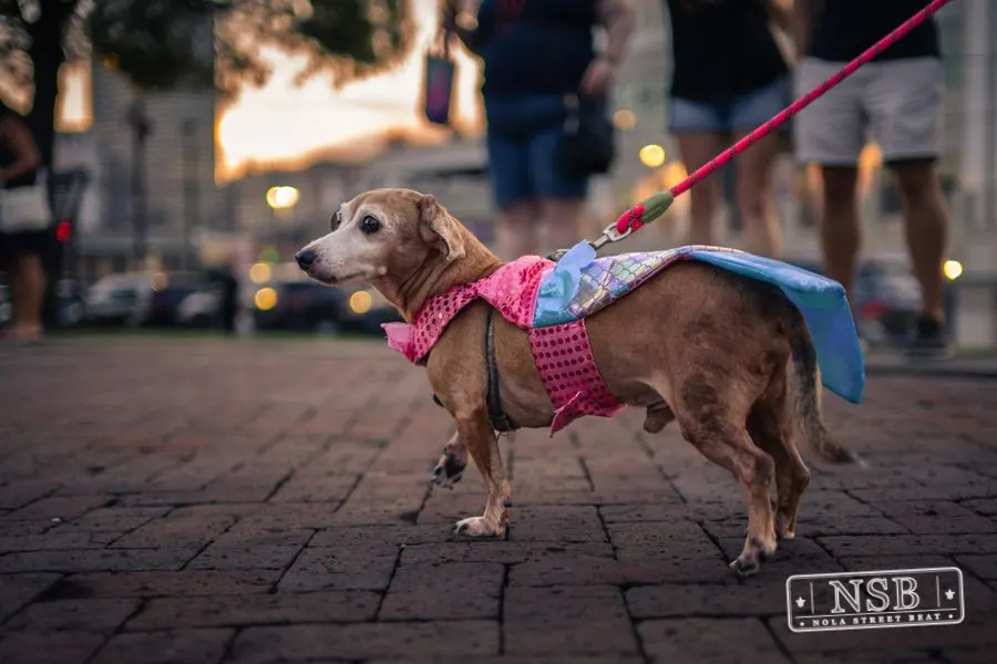A small dog wearing a colorful costume at the Mermaid Parade at the 2026 New Orleans Mermaid Parade